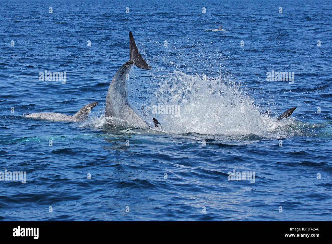 Dauphin de Risso (Grampus griseus) socializing at Monterey Bay Banque D'Images