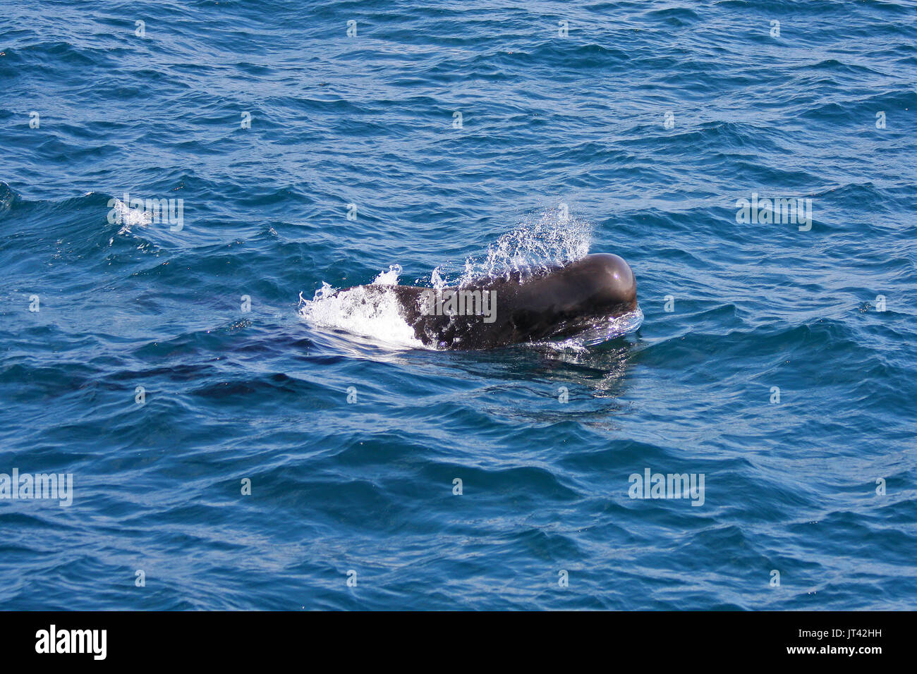 Le globicéphale noir (Globicephala macrorhynchus) se rapproche de l'observation des dauphins en bateau aux Maldives Banque D'Images