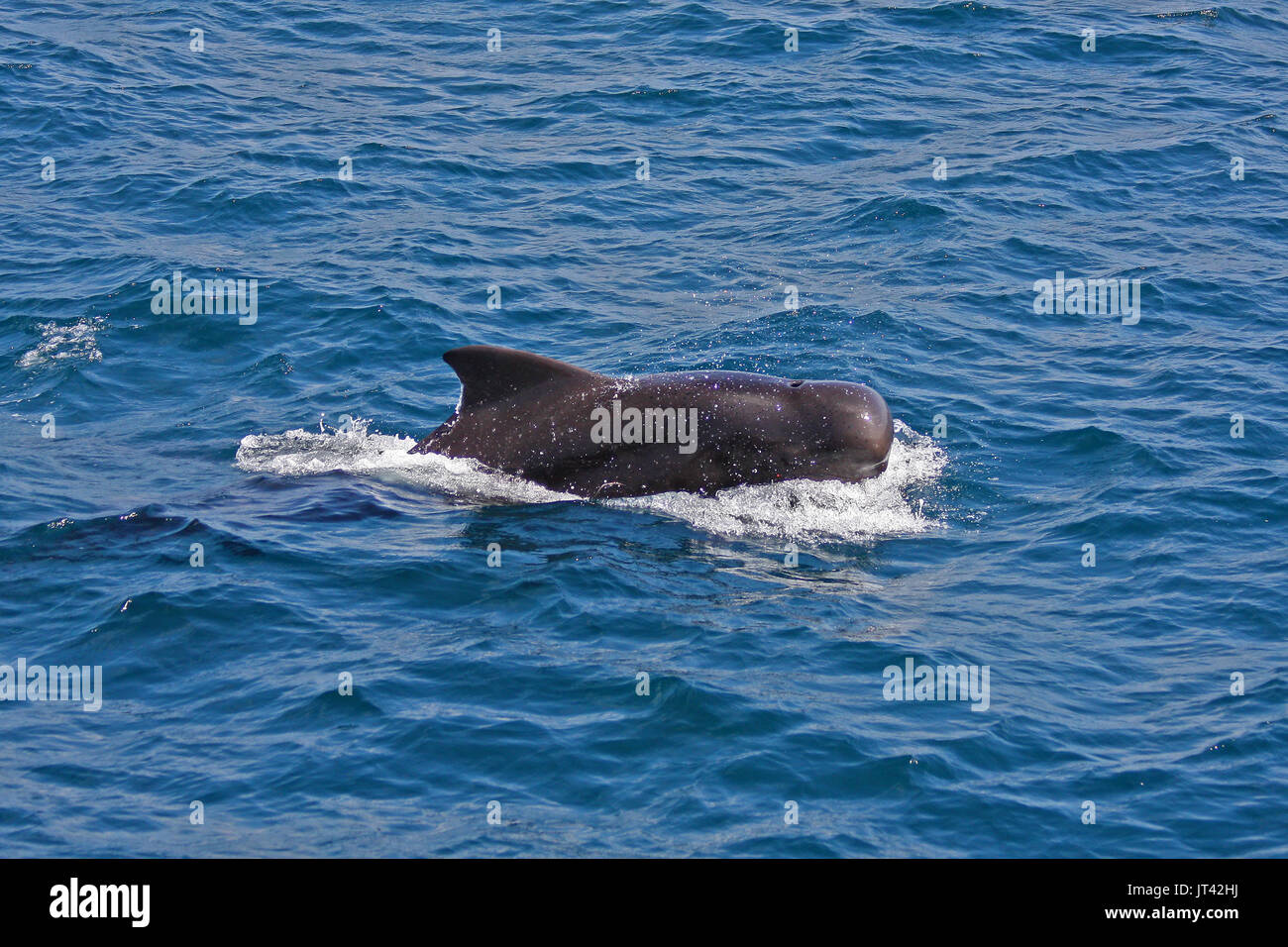 Le globicéphale noir (Globicephala macrorhynchus) se rapproche de l'observation des dauphins en bateau aux Maldives Banque D'Images