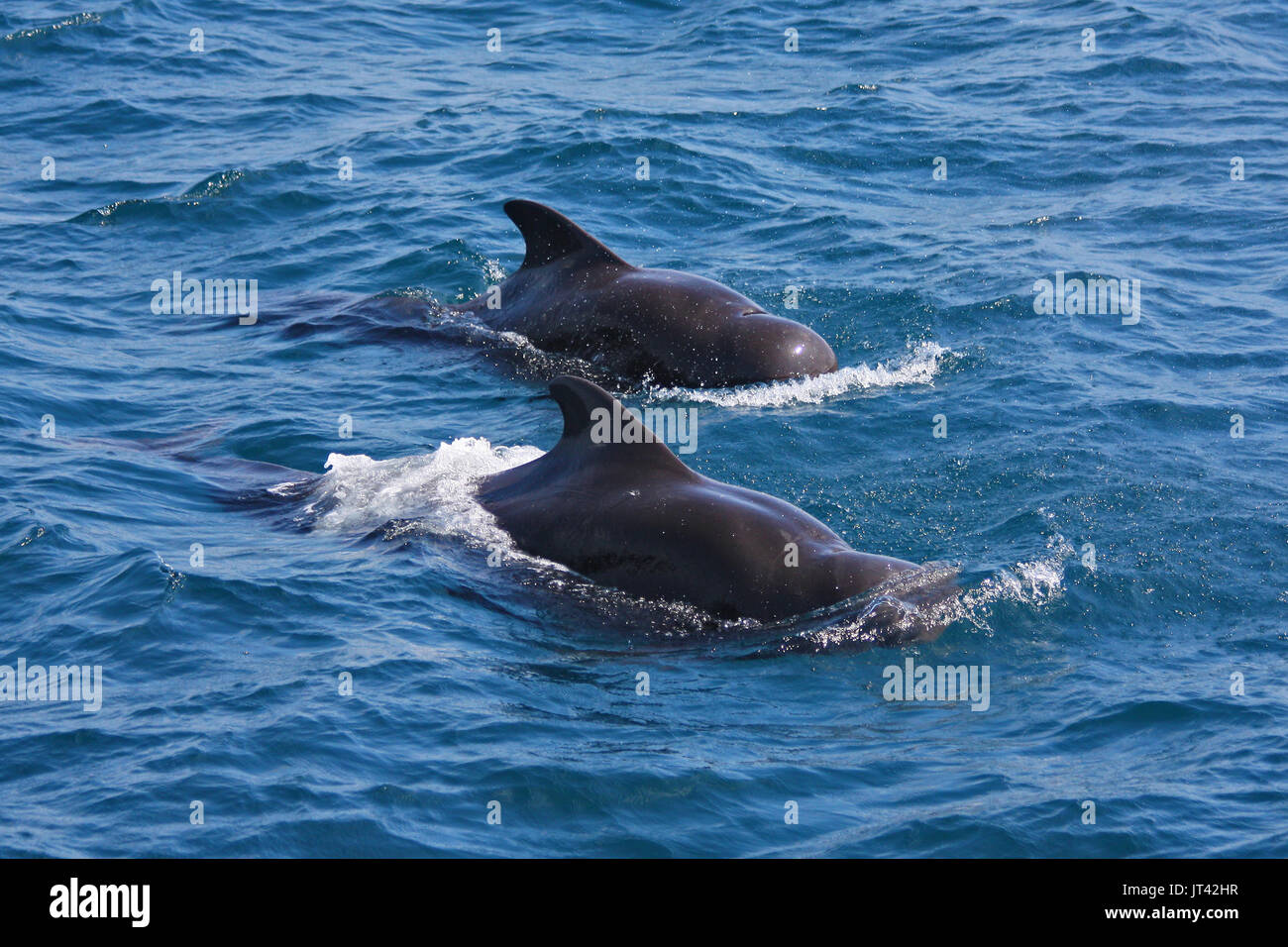 Le globicéphale noir (Globicephala macrorhynchus) se rapproche de l'observation des dauphins en bateau aux Maldives Banque D'Images