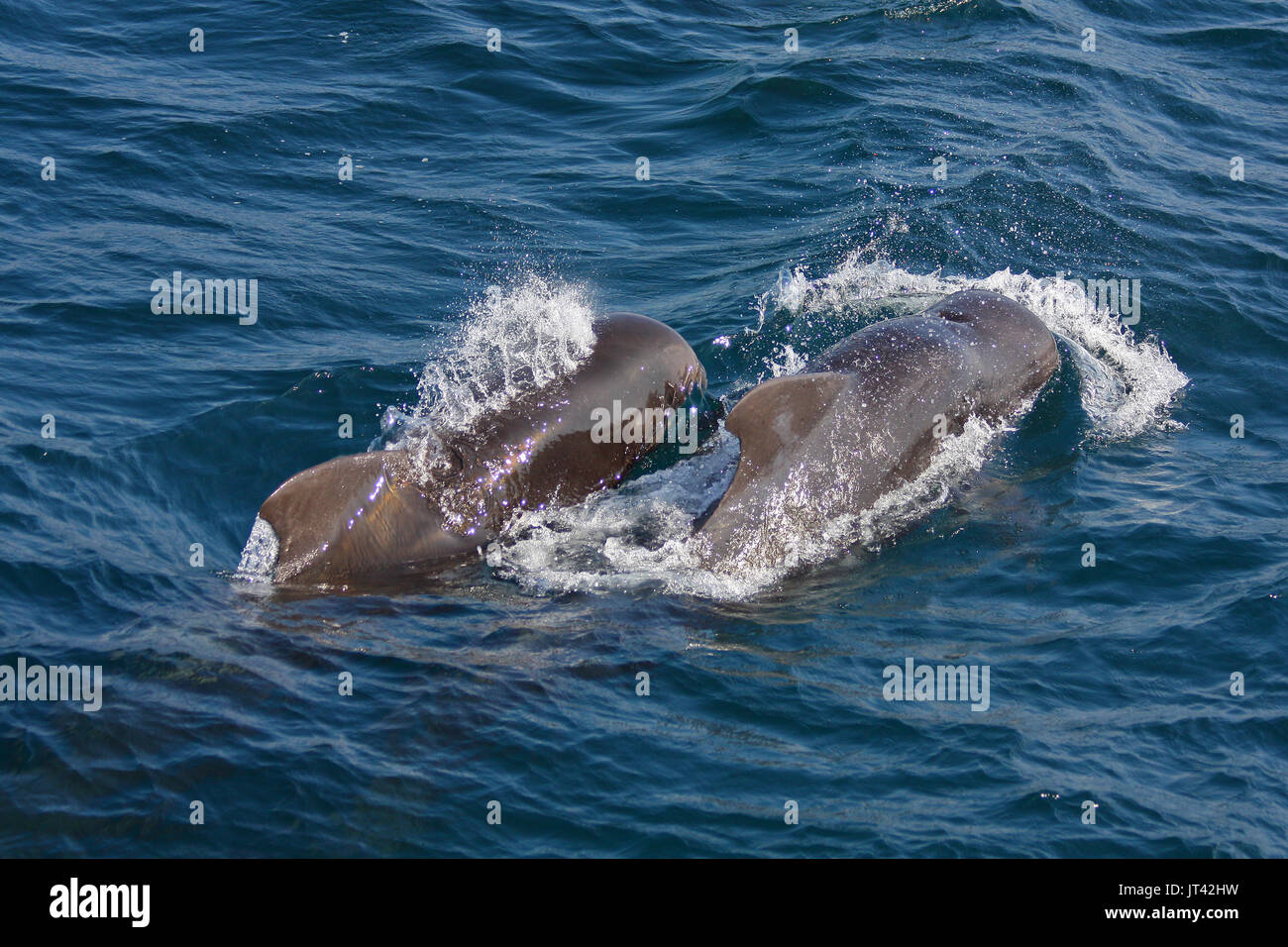 Le globicéphale noir (Globicephala macrorhynchus) se rapproche de l'observation des dauphins en bateau aux Maldives Banque D'Images