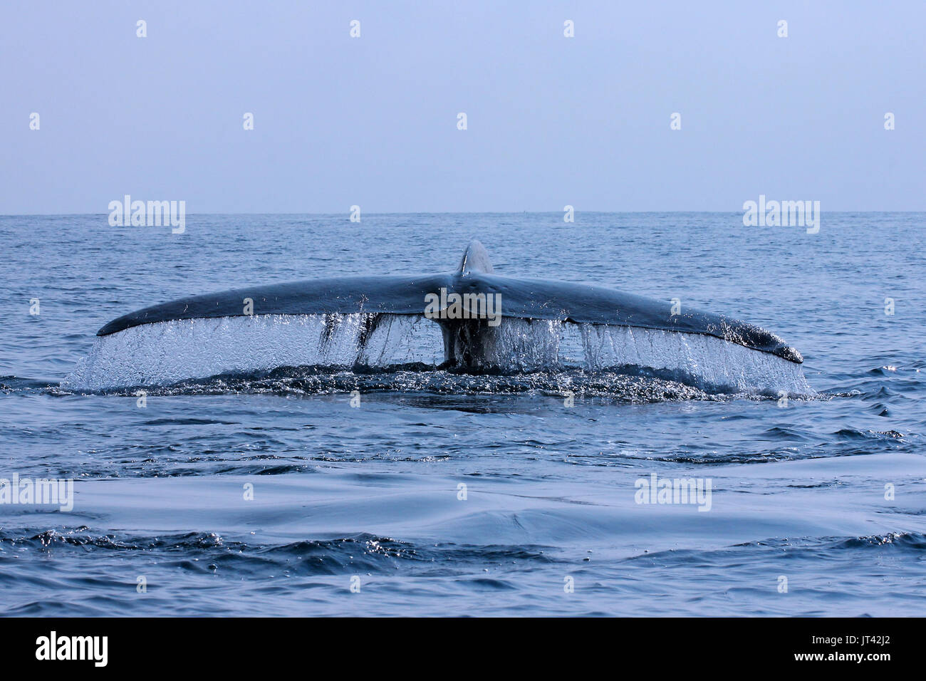 Rorqual bleu pygmée ou Indien grand rorqual bleu (Balaenoptera musculus) indica au large de Trincomalee, fluking après avoir pris une respiration, remoras sur Fluke Banque D'Images