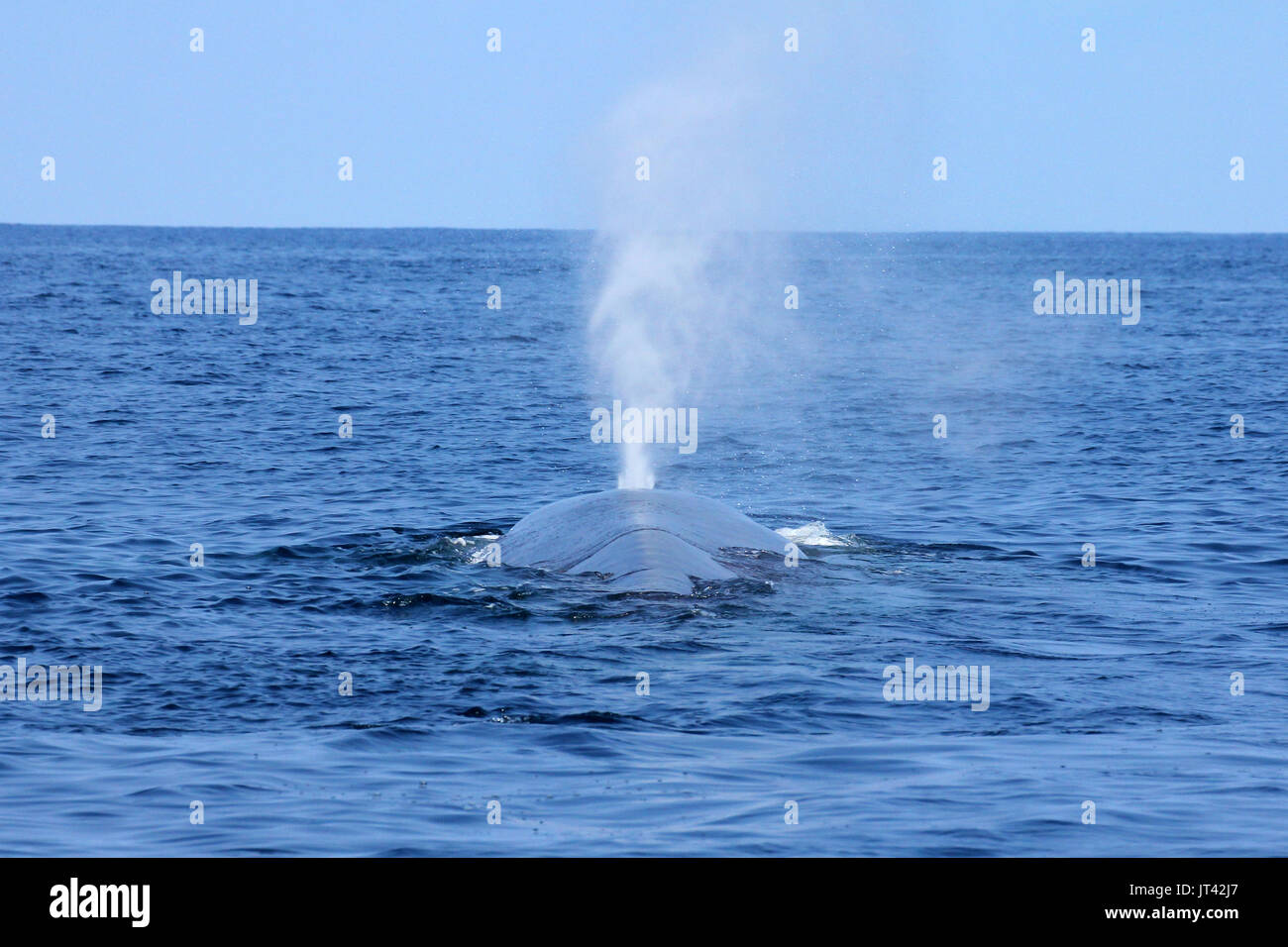 Rorqual bleu pygmée ou Indien grand rorqual bleu (Balaenoptera musculus) indica au large de Trincomalee, à venir jusqu'à prendre une respiration juste à côté de la voile Banque D'Images