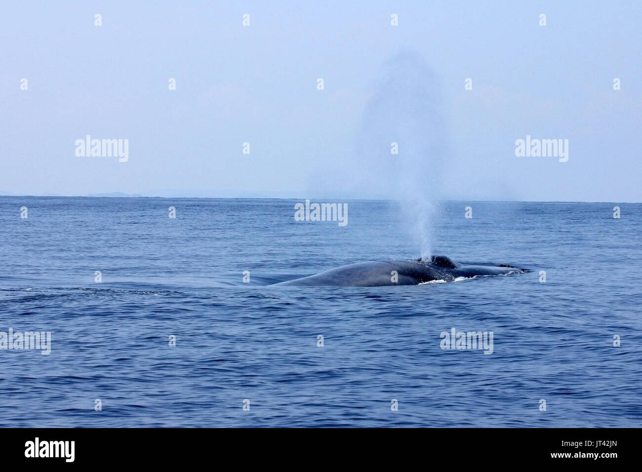 Rorqual bleu pygmée ou Indien grand rorqual bleu (Balaenoptera musculus) indica au large de Trincomalee, à venir jusqu'à prendre une respiration juste à côté de la voile Banque D'Images