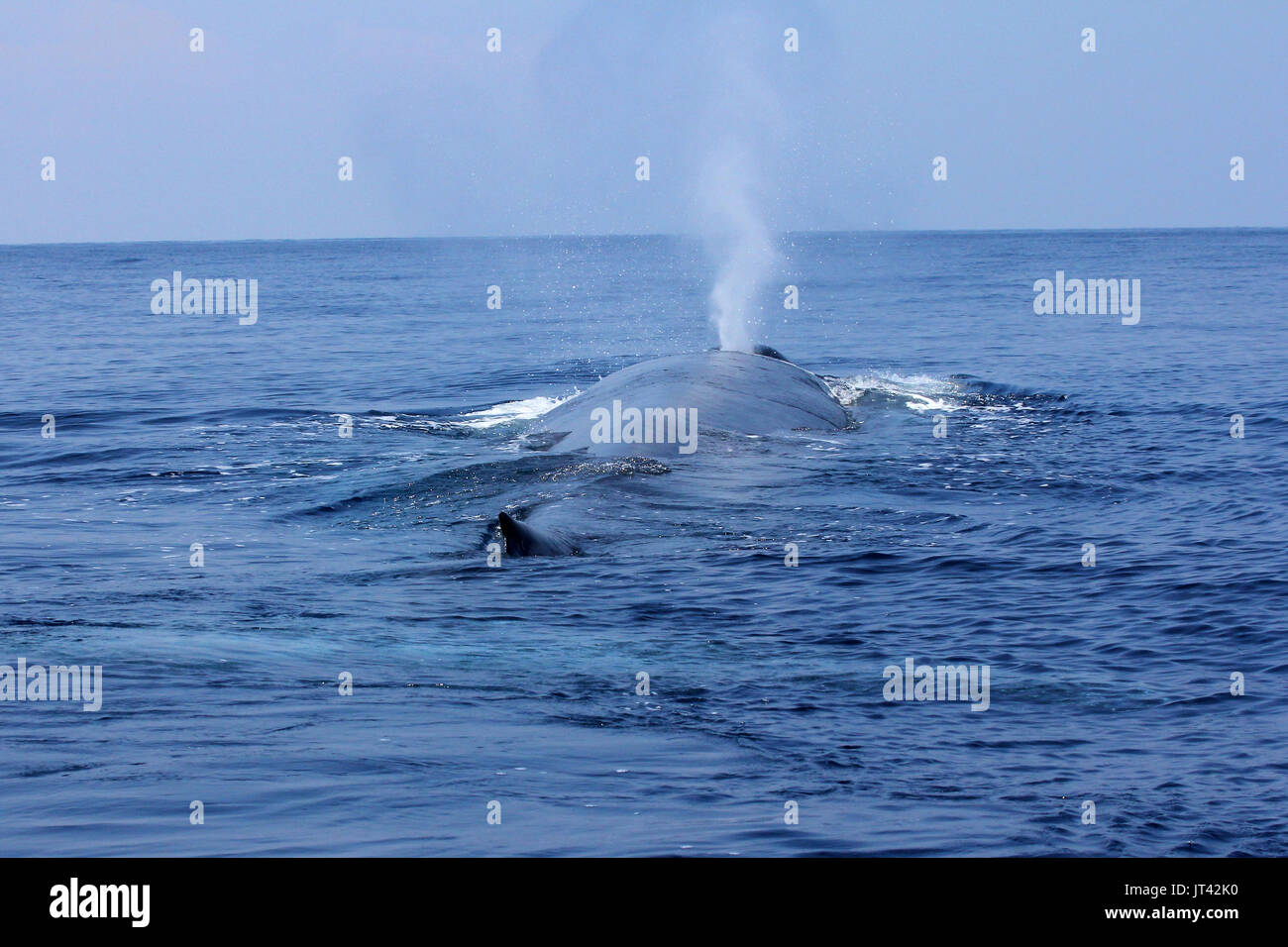 Rorqual bleu pygmée ou Indien grand rorqual bleu (Balaenoptera musculus) indica au large de Trincomalee, à venir jusqu'à prendre une respiration juste à côté de la voile Banque D'Images