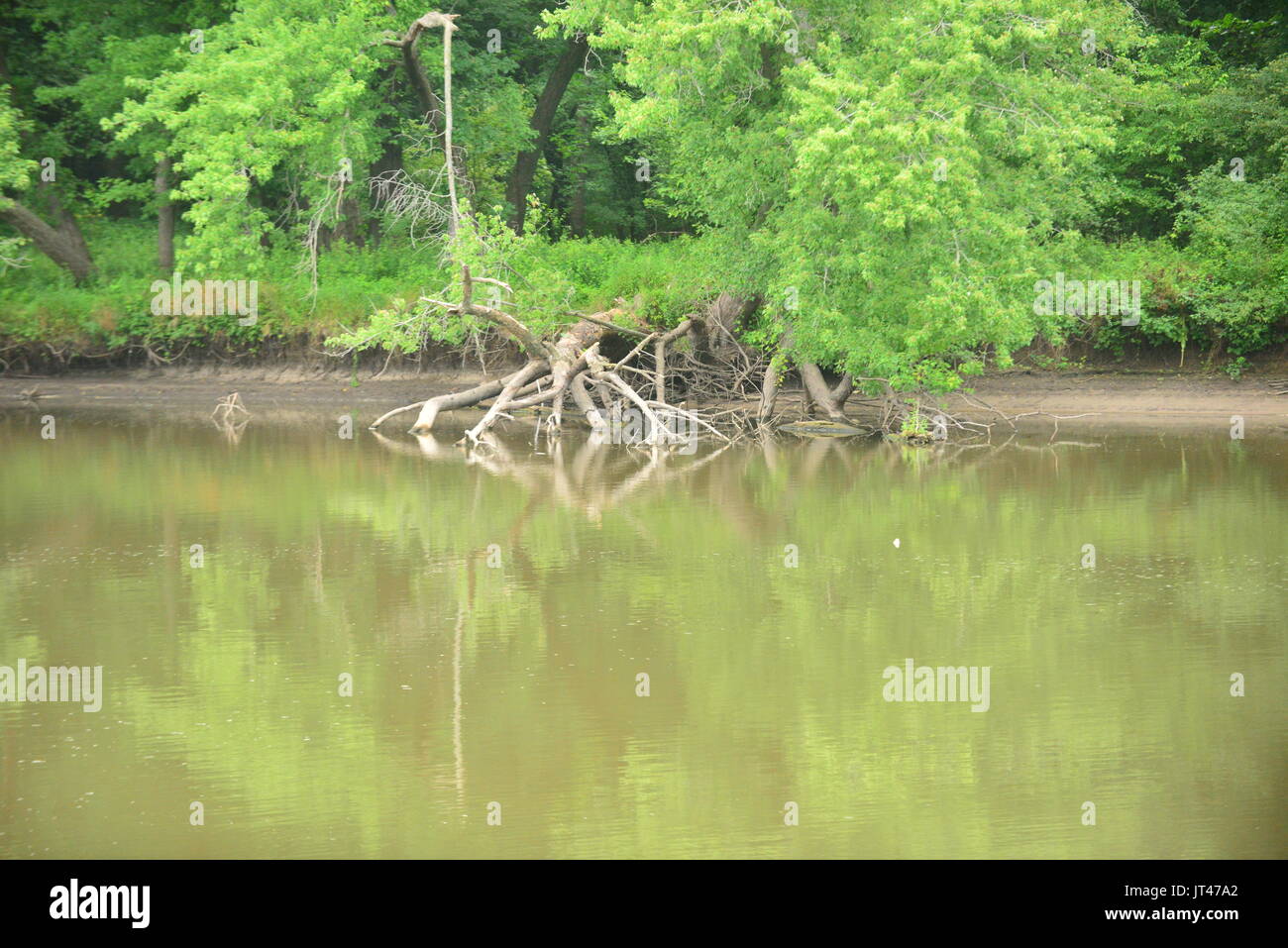 Sites touristiques Forrest Banque D'Images