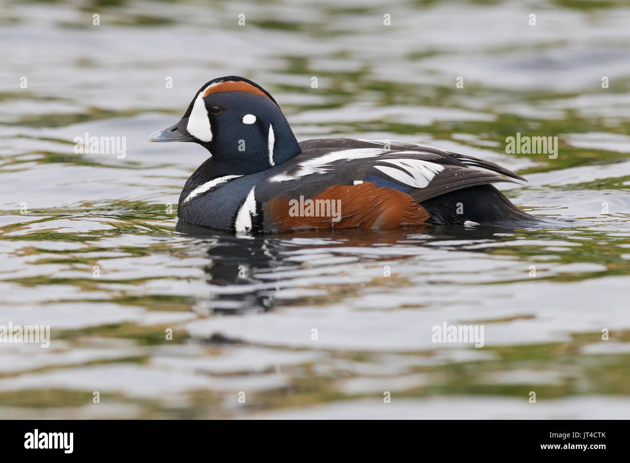 L'Arlequin plongeur (Histrionicus histrionicus), mâle adulte nageant dans une rivière Banque D'Images