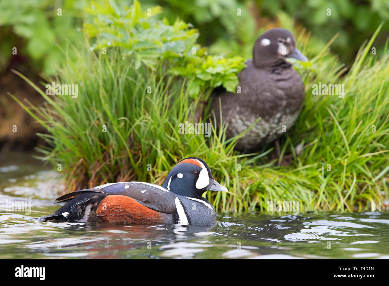 L'Arlequin plongeur (Histrionicus histrionicus), libre dans une rivière Banque D'Images