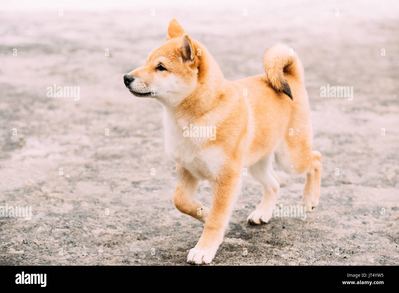 Les jeunes Japonais Petite taille Shiba Inu chien jouer à l'extérieur  Journée d'hiver Photo Stock - Alamy
