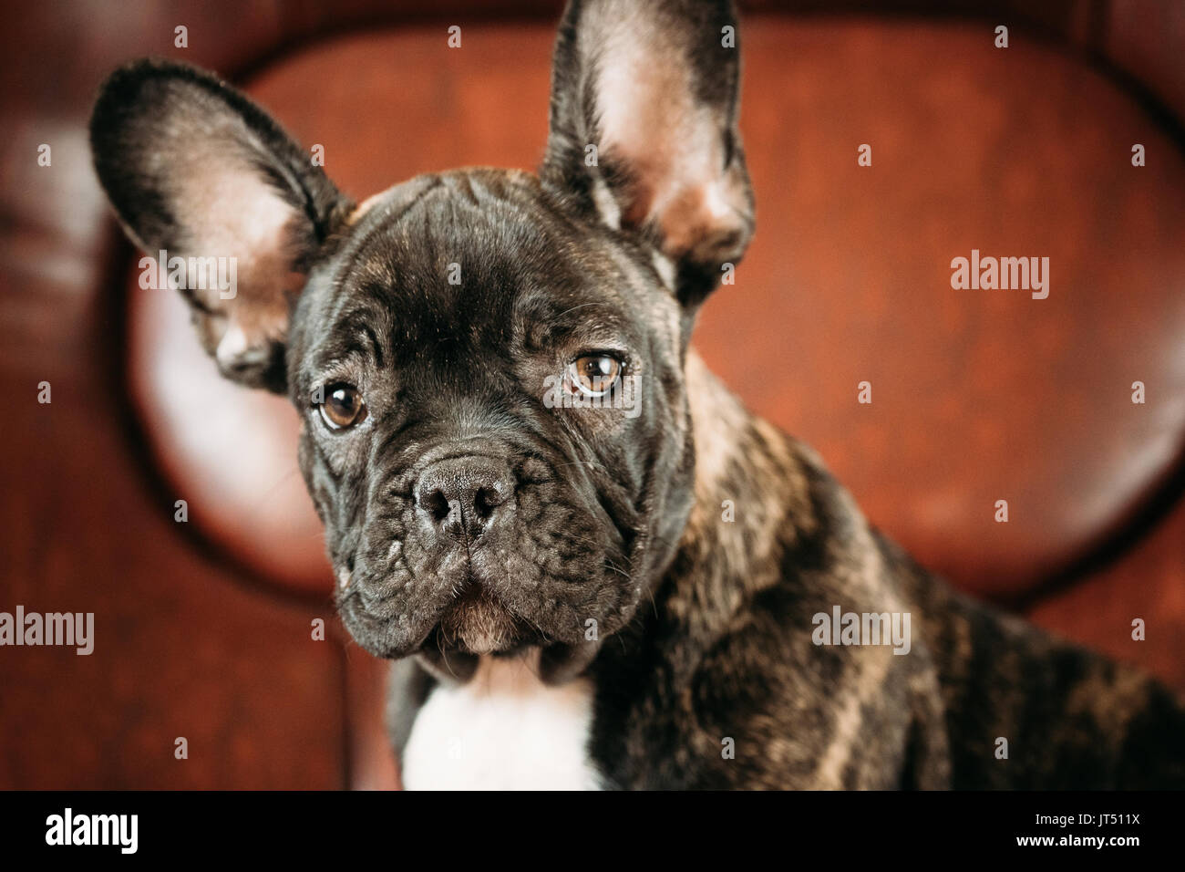 Close Up Potrait De Jeune Chiot Bouledogue Francais Noir Avec Tache Blanche S Asseoir Sur Le Canape Rouge A L Interieur Bebe Chien Drole Photo Stock Alamy