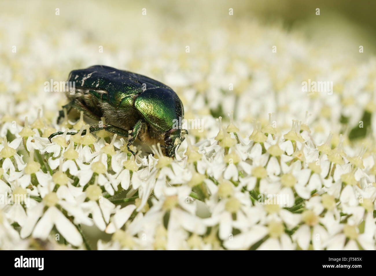 Une jolie couverture Rose ou la rose Vert Scarabée Chafer Cetonia aurata (nectar) sur une fleur. Banque D'Images