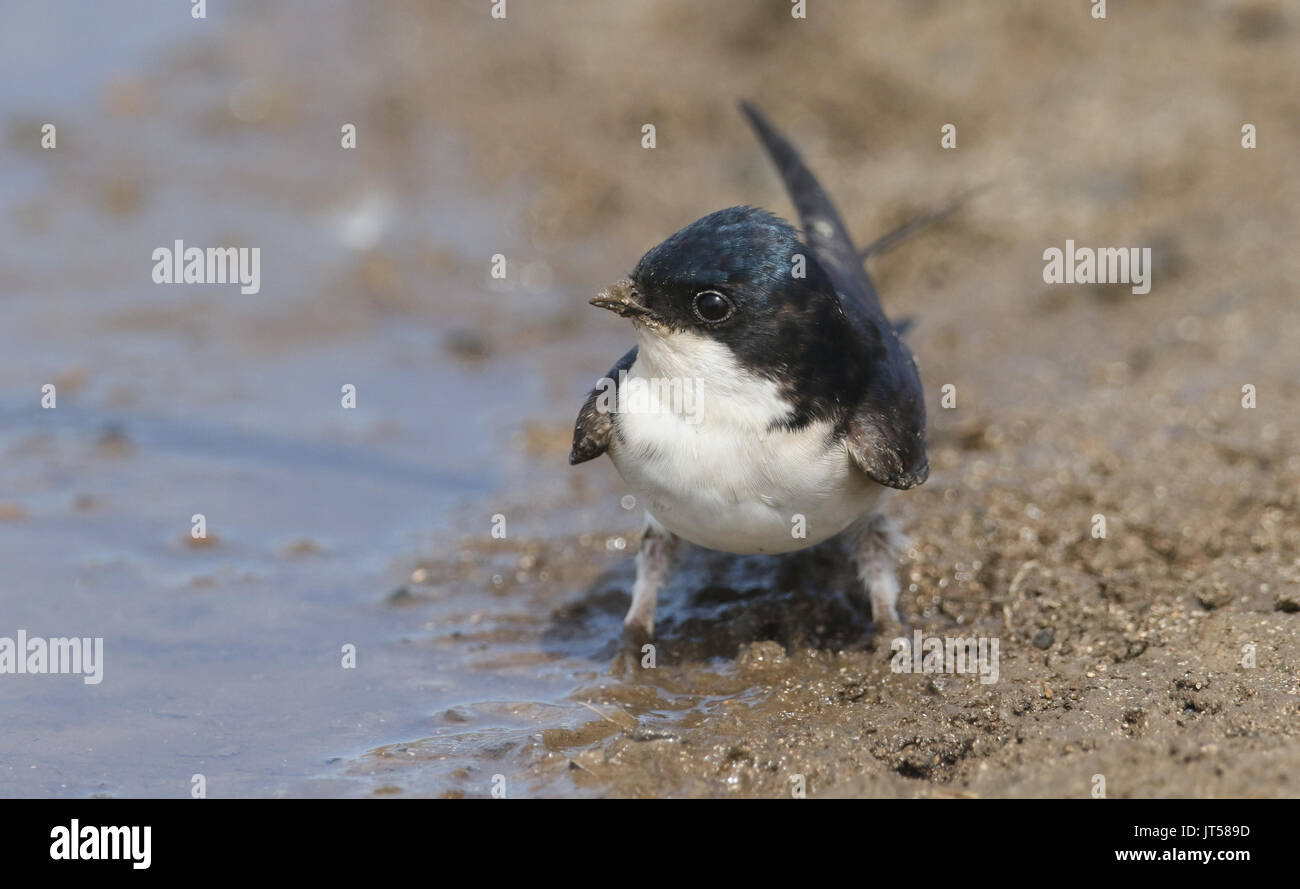 Un joli (Delichon urbica) assis à côté d'une flaque boueuse. Banque D'Images