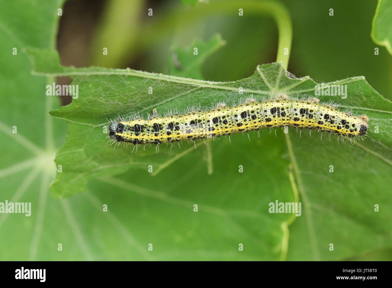 Un grand papillon blanc Caterpillar (Pieris brassicae) qui se nourrit d'une plante. Banque D'Images