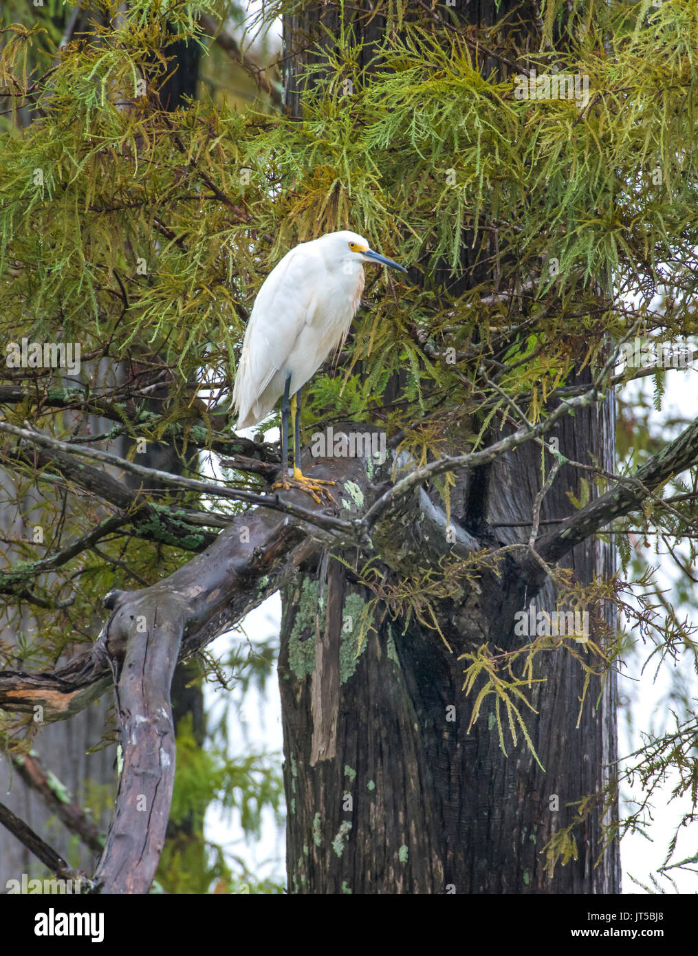 Une Aigrette neigeuse Egretta, THULE, perché dans un arbre, dans le nord-ouest de la Louisiane. Banque D'Images