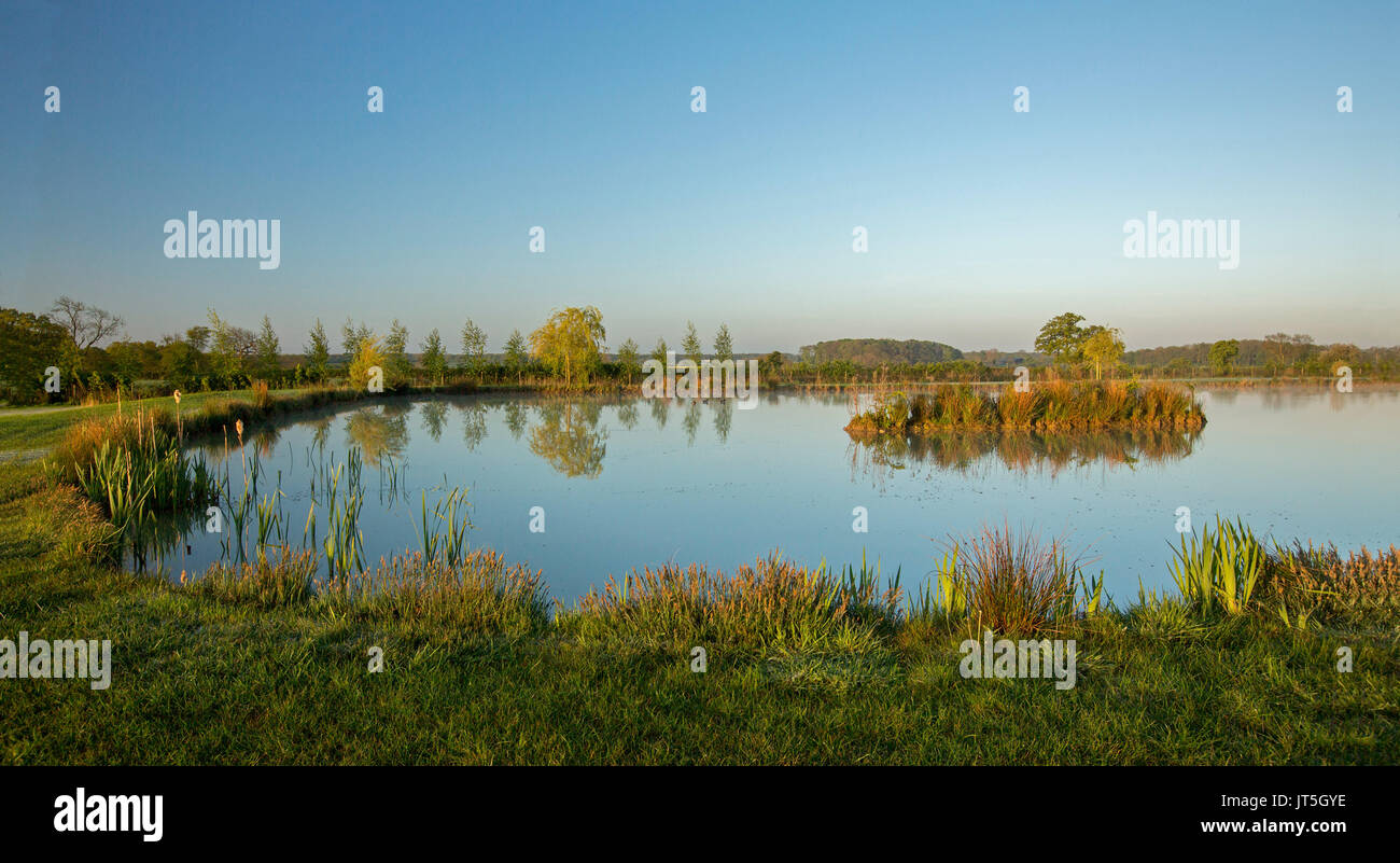 Vue panoramique du paysage rural à l'aube avec étang de pêche grossiers vert et or ourlé à la végétation sous ciel bleu dans la campagne anglaise Banque D'Images
