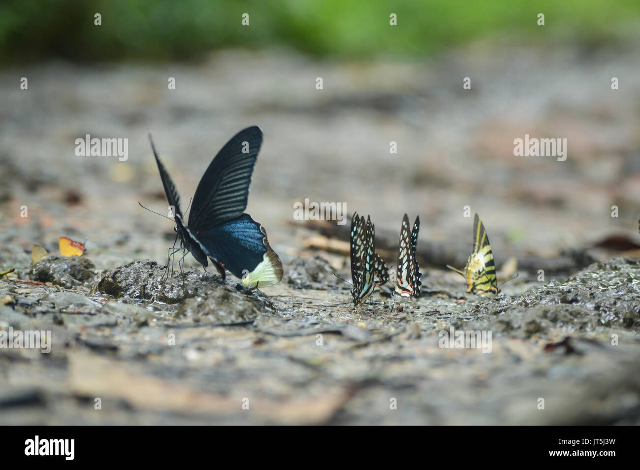 Papillons rares trouvés dans Hollongapar Gibbon Wildlife Sanctuary, Jorhat, Assam, Inde. Banque D'Images