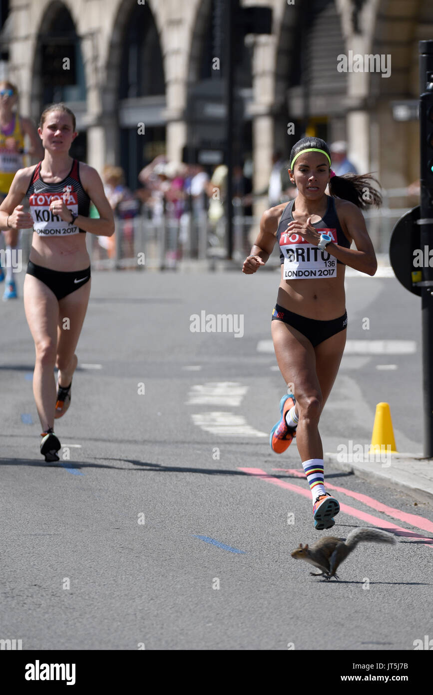 Grey Squirrel - Sciurus carolinensis - court sur le chemin des athlètes qui courent dans la course de marathon des Championnats du monde de l'IAAF 2017 à Londres, Royaume-Uni Banque D'Images