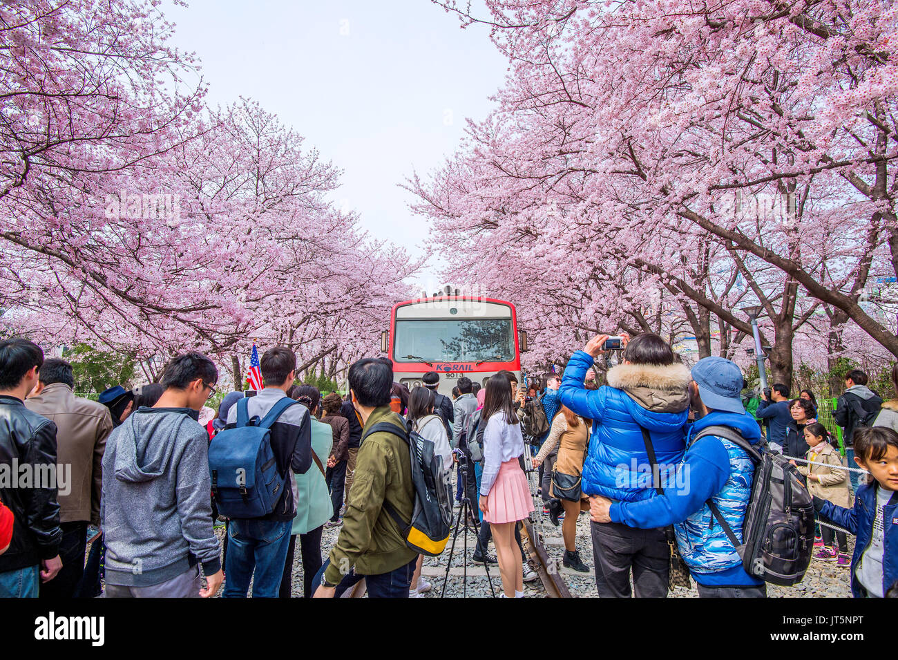 JINHAE, CORÉE - 2 avril : Jinhae Gunhangje Festival est le plus grand festival des cerisiers en fleur en Corée.Les touristes prenaient des photos de la beauté des paysages aro Banque D'Images