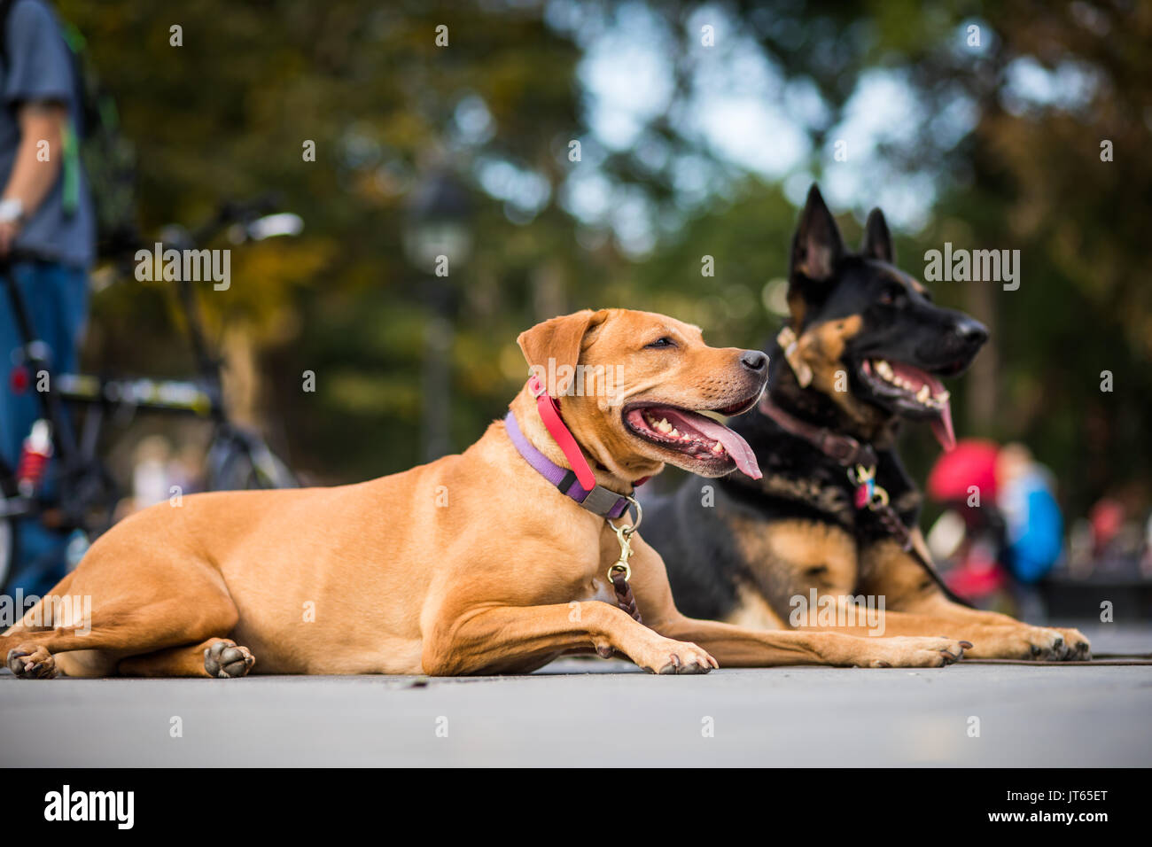 NEW YORK, USA - Le 17 octobre 2016. Les chiens bien entraînés obéissant à leur formateur qui a demandé de ne pas bouger, au milieu de Greenwich Park à New York City Banque D'Images