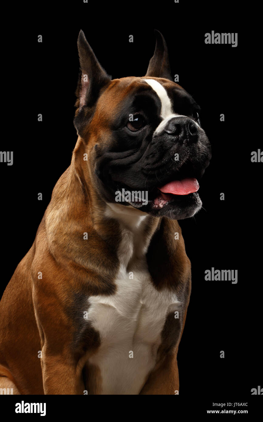 Boxer dog isolé sur fond noir Banque D'Images