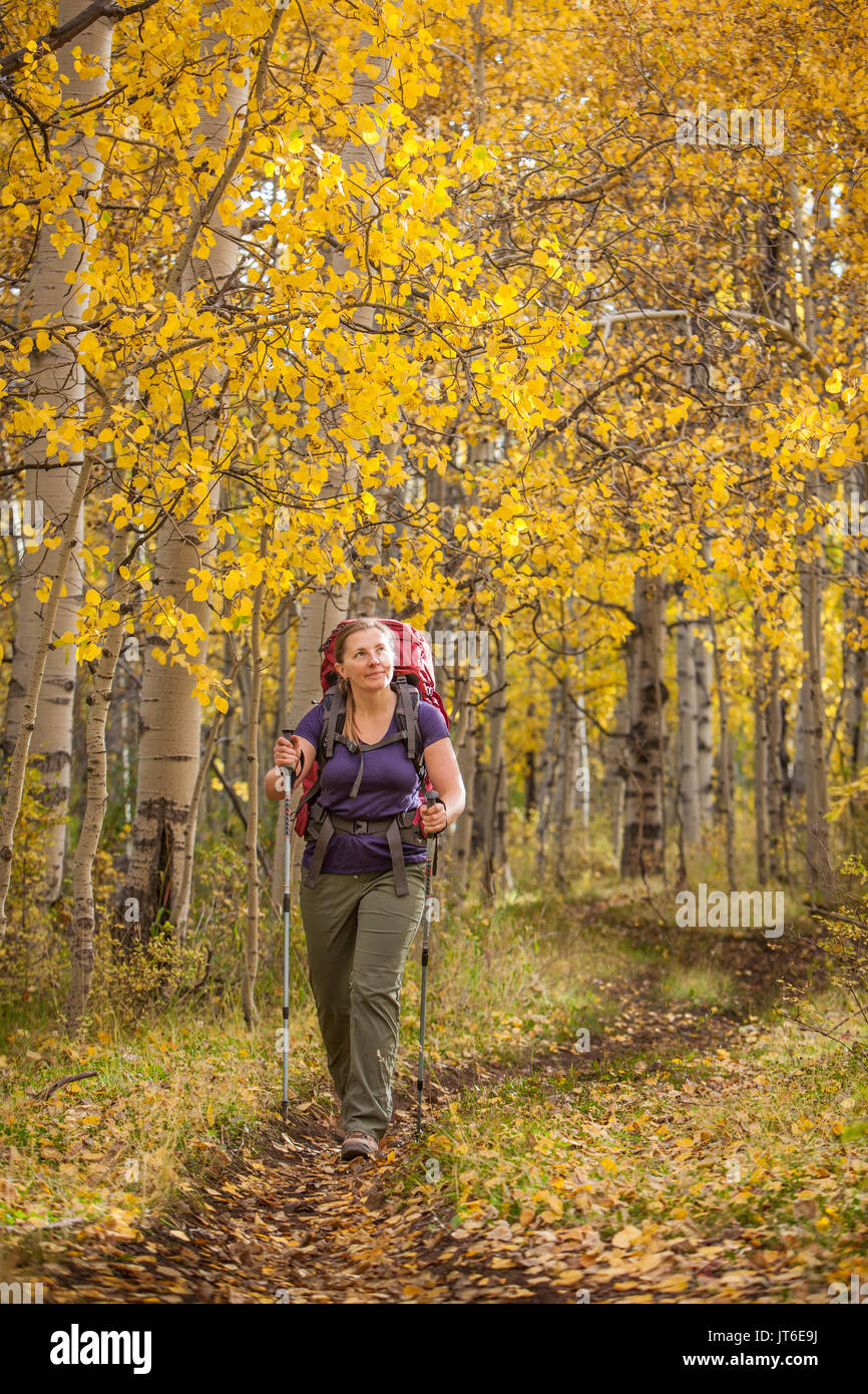 Une femelle backpacker bénéficie du paysage le long d'un sentier de trembles qui ont viré au jaune pendant la saison d'automne. Banque D'Images