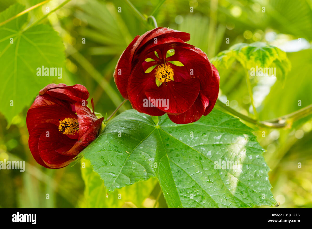 Belton House Gardens Banque D'Images