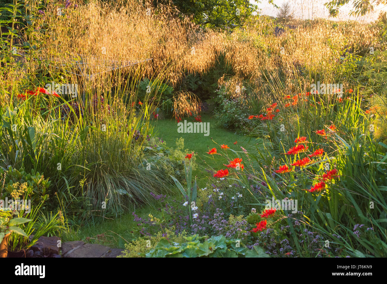 Le milieu de la fin de l'été avec l'afficheur frontières stipa gigantea graminées ornementales et crocosmia lucifer Banque D'Images