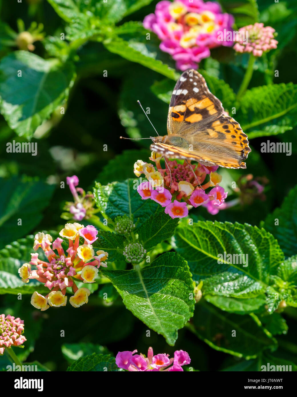 Un papillon Belle Dame Vanessa cardui, se nourrissant de Lantana camara en Oklahoma, USA. Banque D'Images