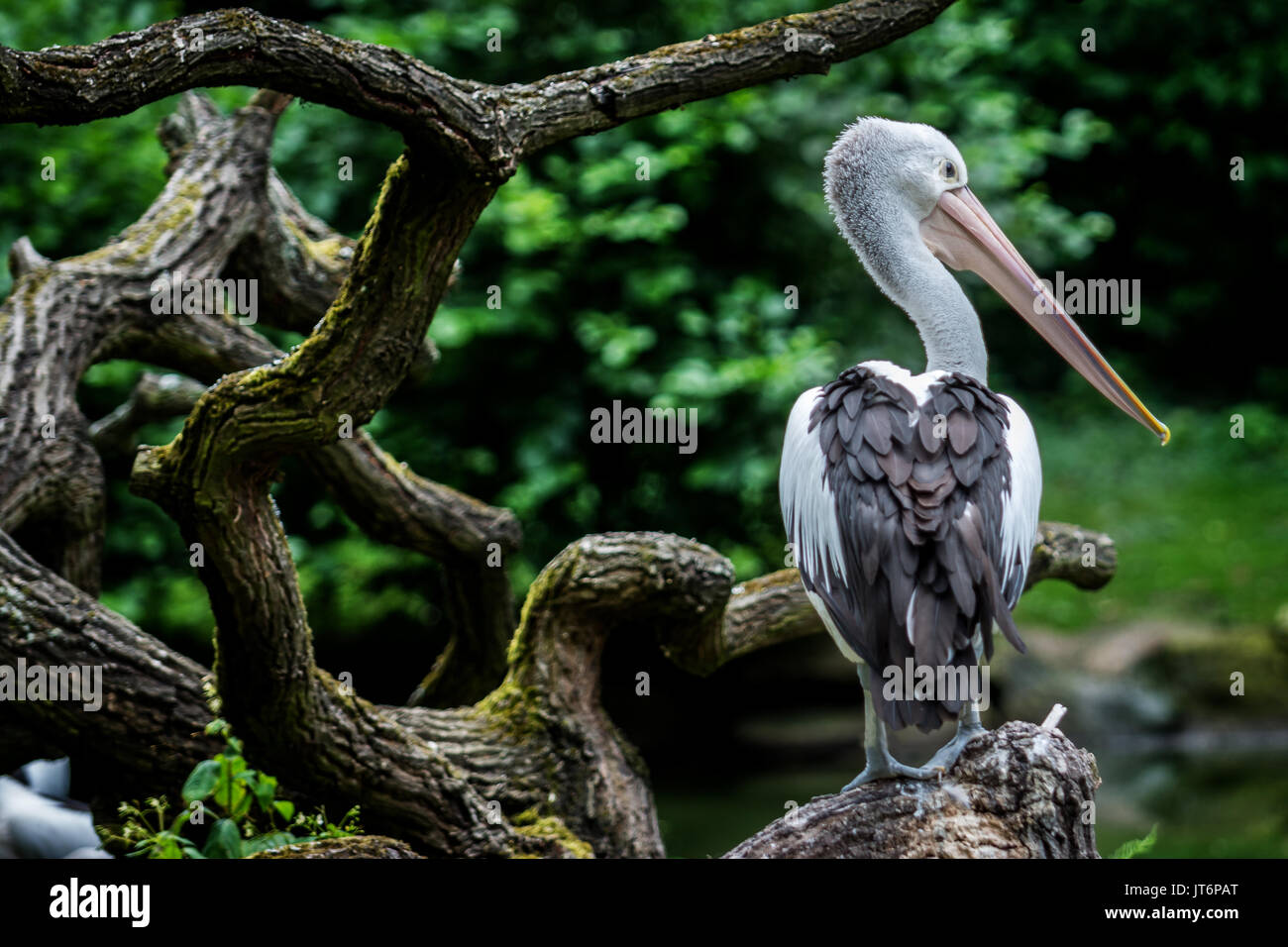 Australian pelican assis près de river (Pelecanus conspicillatus) Banque D'Images