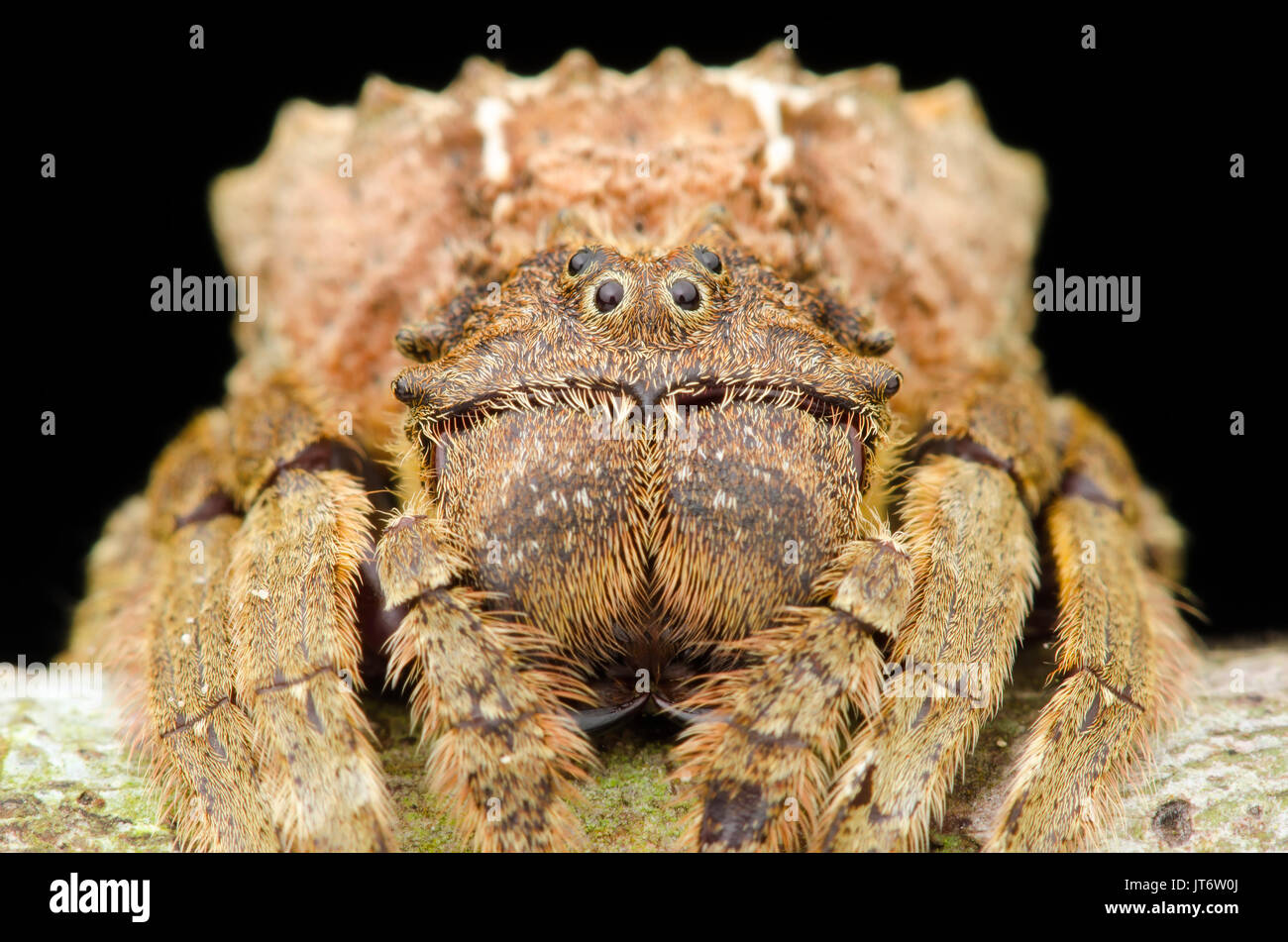 L'écorce à tête large, araignée Caerostris sp. Banque D'Images