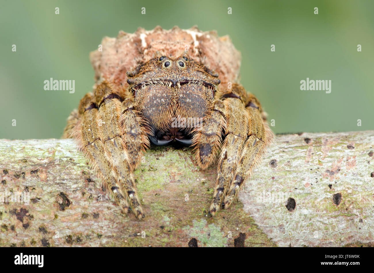 L'écorce à tête large, araignée Caerostris sp. Banque D'Images