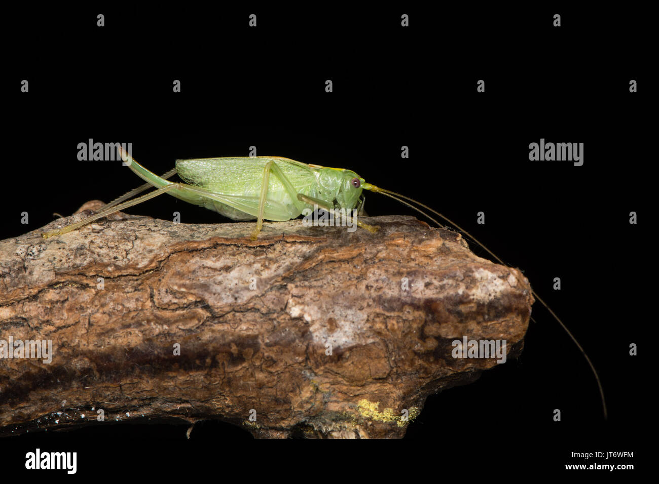 Chêne (Meconema thalassinum) de profil.femme adulte British cricket dans la famille Tettigoniidae, l'ordre des orthoptères, contre le noir Banque D'Images