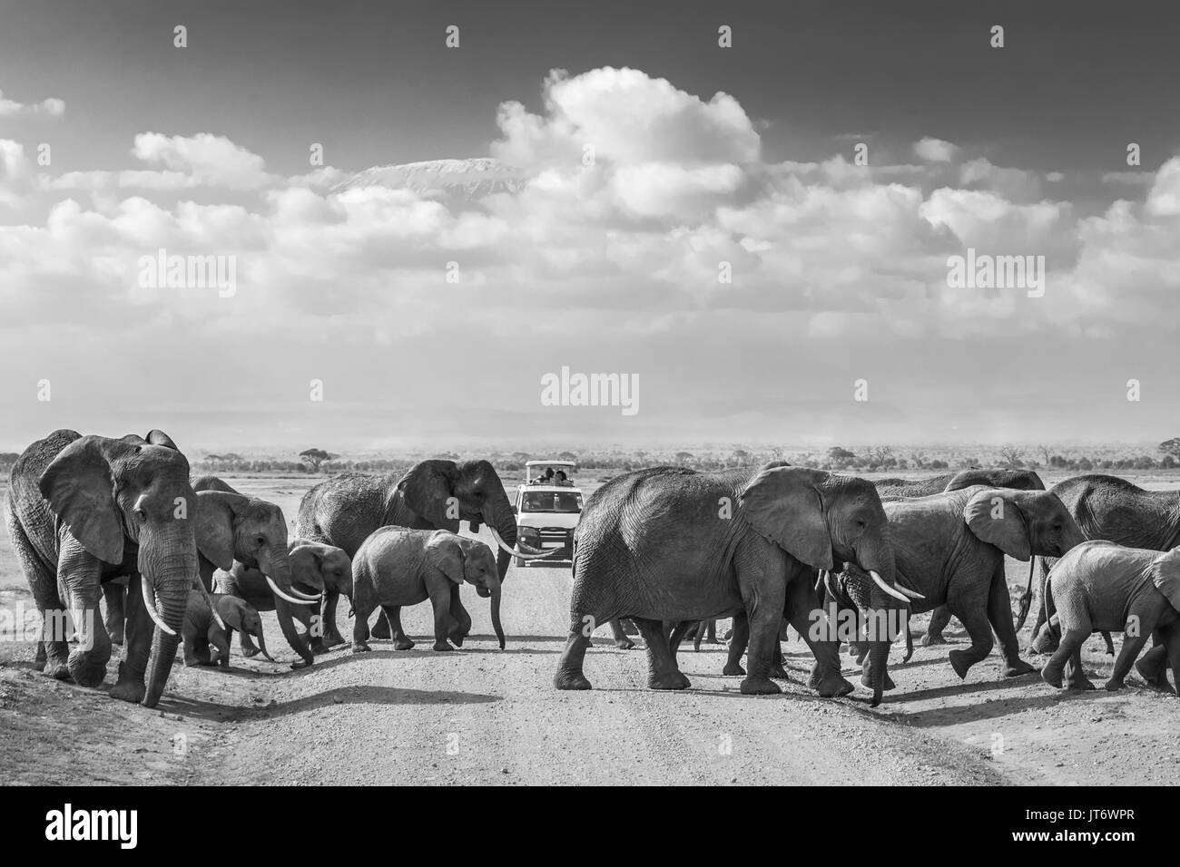 Troupeau de gros éléphants sauvages traversant la saleté roadi dans le parc national Amboseli, au Kenya. Banque D'Images