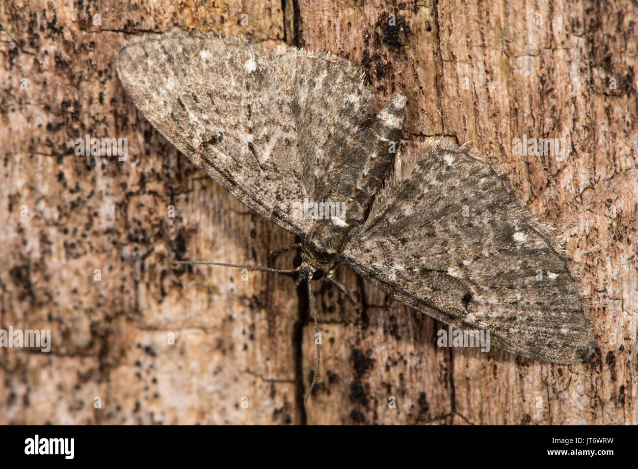 White-spotted (PUG) tripunctaria Eupithecia sur bois. La papillon de la famille des Geometridés au repos Banque D'Images