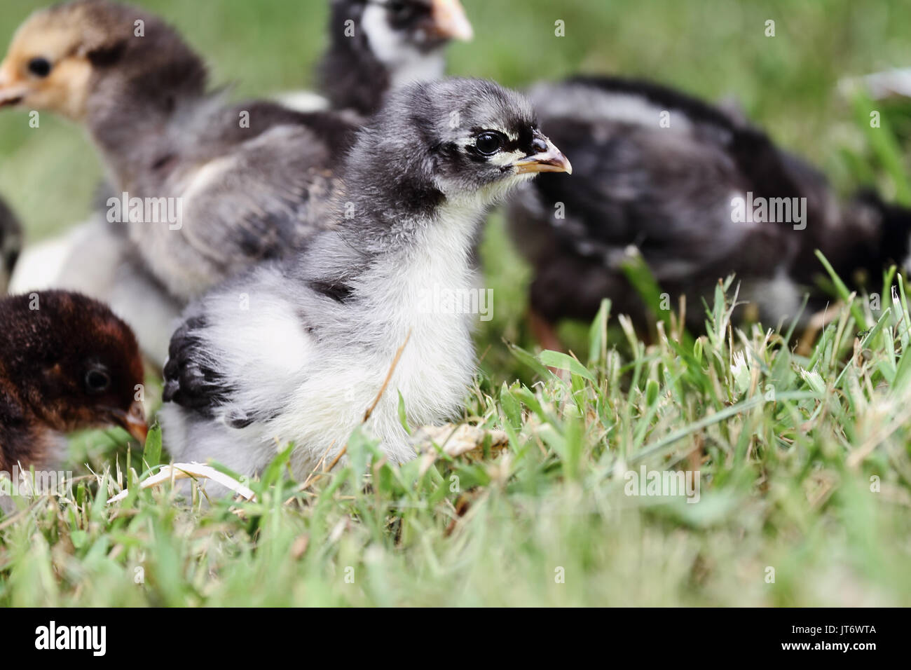 Baby Blue Cochin chick gratuitement allant avec d'autres petits poussins. L'extrême profondeur de champ à l'accent sur le peu sélective cochin en premier plan. Banque D'Images