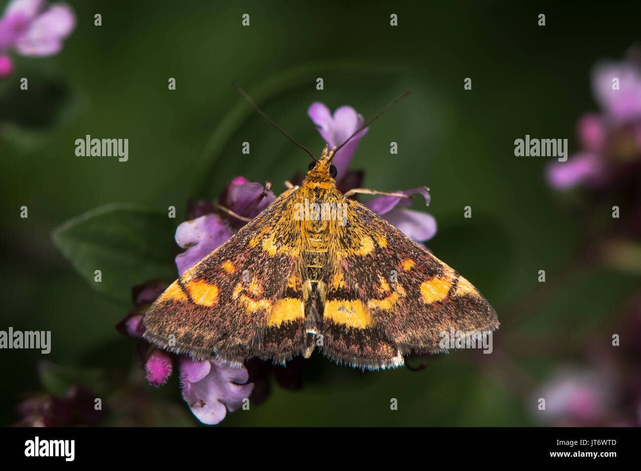 La menthe (Pyrausta aurata) sur la marjolaine. La papillon de la famille des Crambidae, nectar avec bord visible Banque D'Images