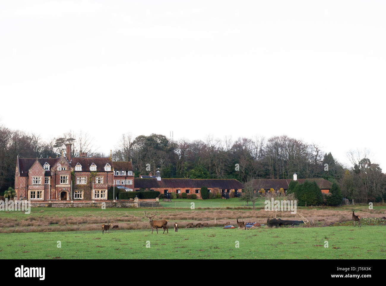 Burley, Hampshire, Royaume-Uni. Burley Manor avec grand red deer stag debout devant elle. Banque D'Images