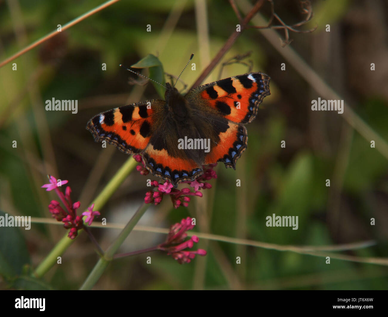 Petite écaille Banque D'Images