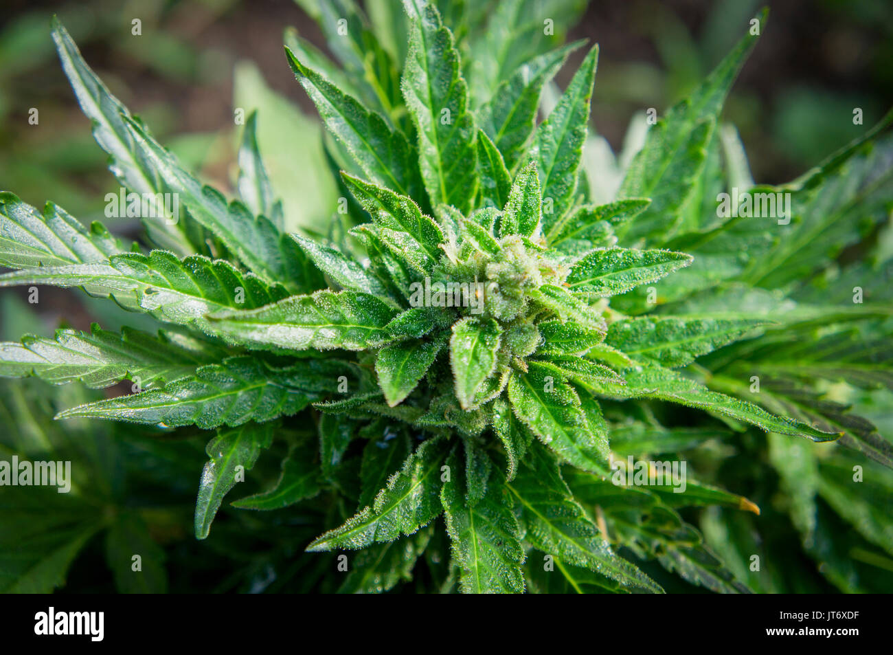 Cannabis sativa, indica, marihuana, chanvre, ganja, usine, Exotics Rebecca Kush Auto Banque D'Images