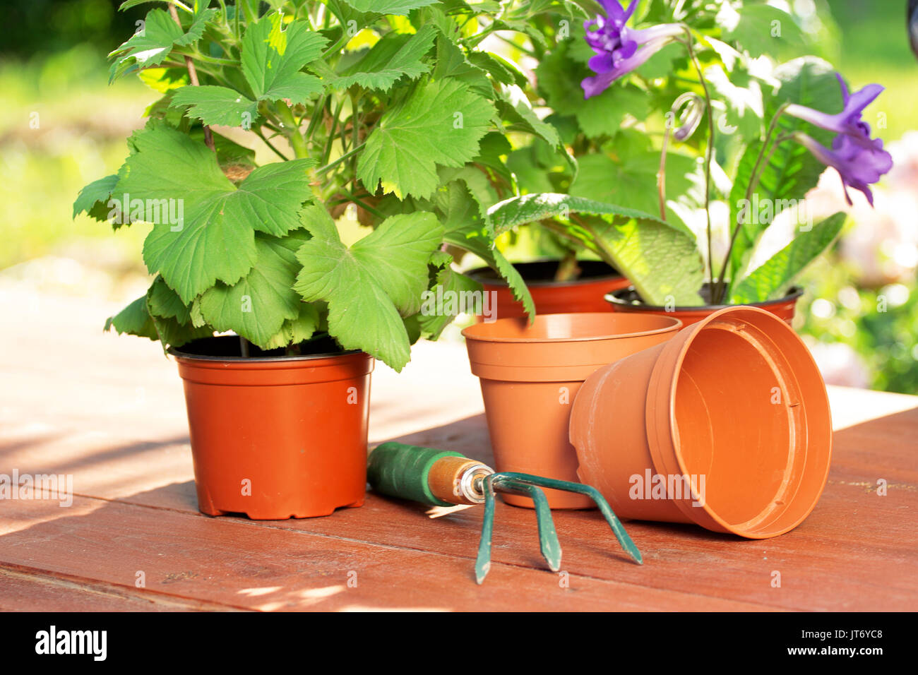 L'époque des semis. Vue horizontale de jardinage écologique les plantes et les fleurs dans les pots sur la table en bois. Jardin concept de poste de travail. Banque D'Images