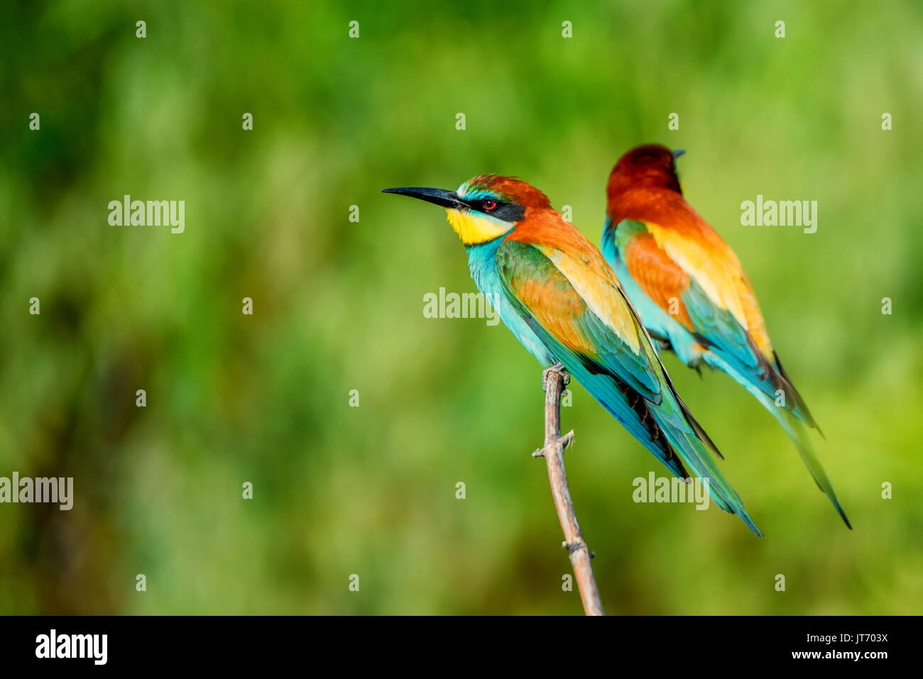 Paire d'oiseaux exotiques tropicaux colorés guêpiers Banque D'Images