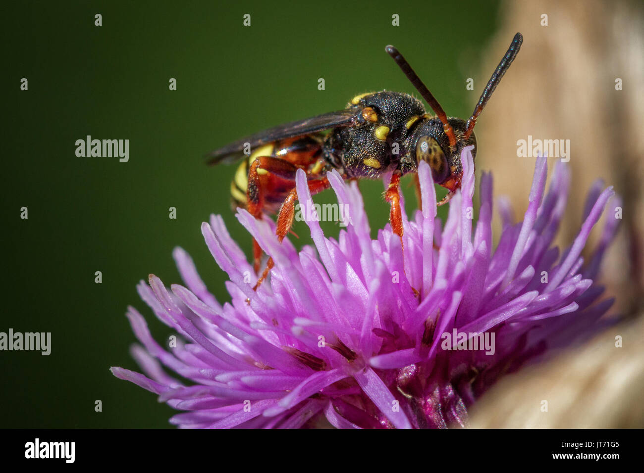 Royaume-uni : la faune Nomada rufipes, abeille coucou solitaire et cleptoparastic, Burley Moor, West Yorkshire, Angleterre Banque D'Images