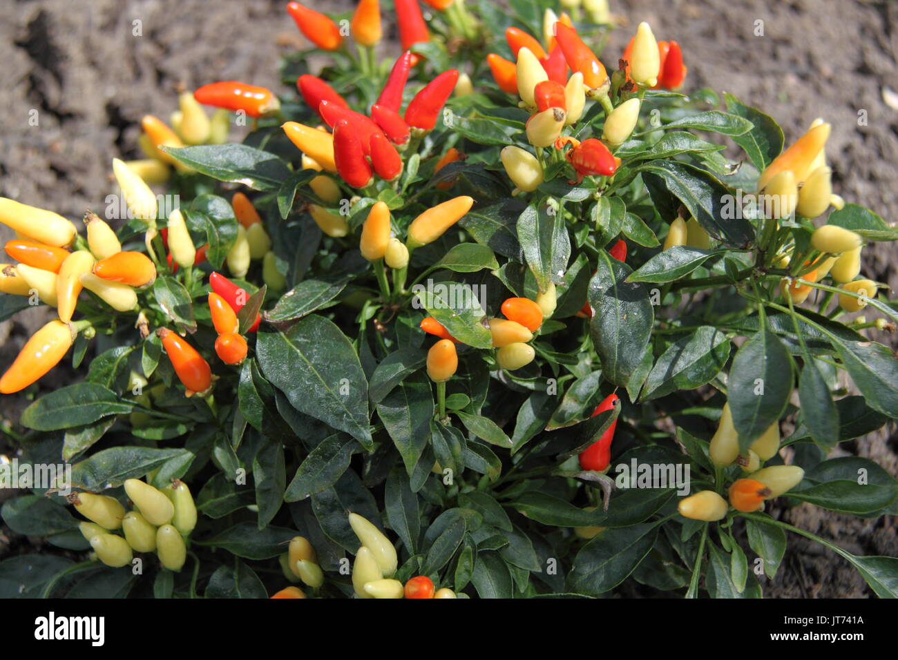 Tumpy' 'Spiment (Capsicum annuum), RHS Garden Hyde Hall Flower Show 2017, Chelmsford, Essex, Angleterre, Grande-Bretagne, Royaume-Uni, UK, Europe Banque D'Images
