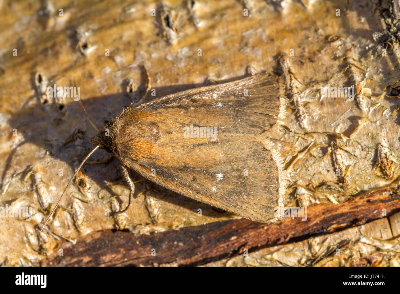 La faune UK : Twin-spotted moth (archanara geminipuncta lambris), Doncaster, Angleterre Banque D'Images