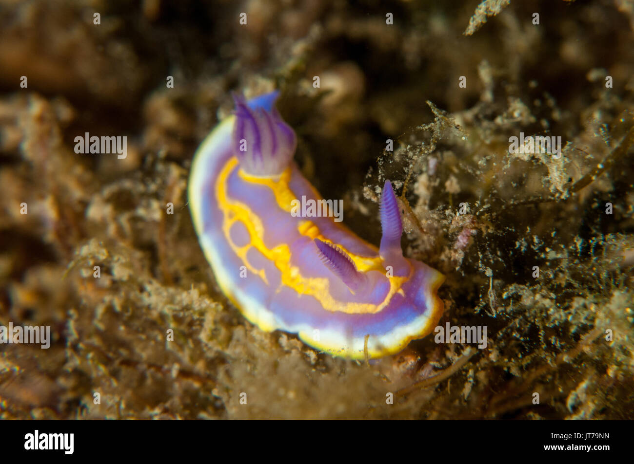 Vue rapprochée d'un nudibranche (Felimida krohni), l'escala, Costa Brava, Catalogne, Espagne Banque D'Images