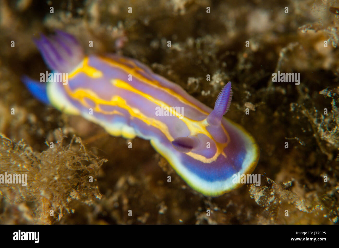 Vue rapprochée d'un nudibranche (Felimida krohni), l'escala, Costa Brava, Catalogne, Espagne Banque D'Images