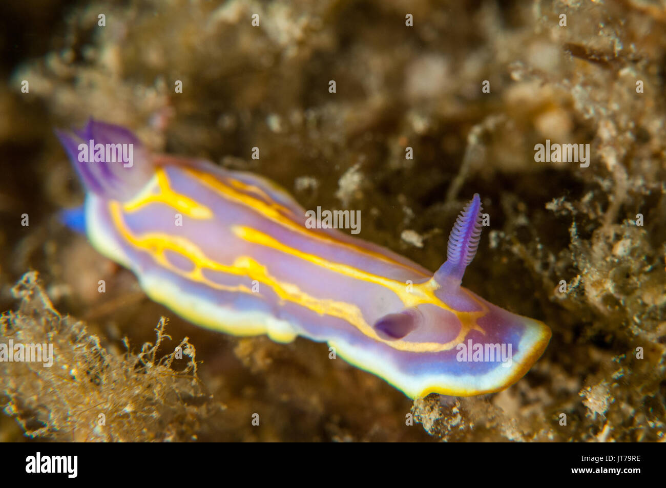 Vue rapprochée d'un nudibranche (Felimida krohni), l'escala, Costa Brava, Catalogne, Espagne Banque D'Images