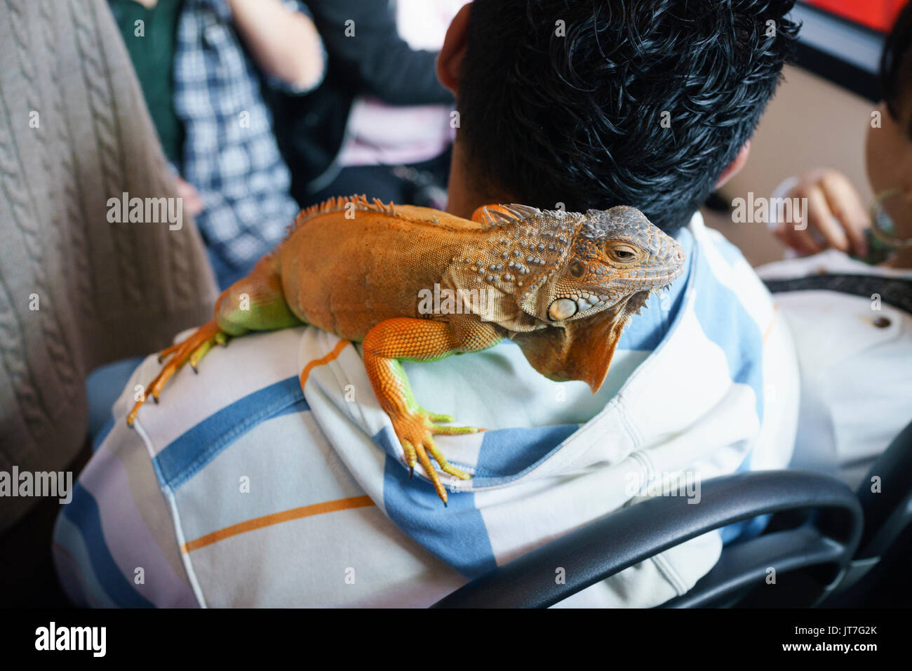 Iguane orange sur l'épaule de l'homme prendre le bus Banque D'Images