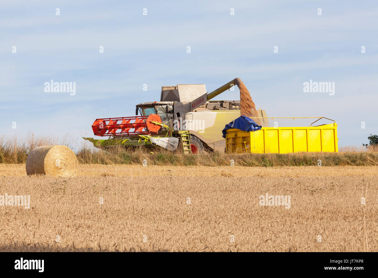 Remplissage d'agriculteurs d'une remorque avec des superficies de blé, Triticum aestivum, à l'aide d'une moissonneuse-batteuse Claas 650 rendmt Lexion sur l'horizon dans un agricultura Banque D'Images