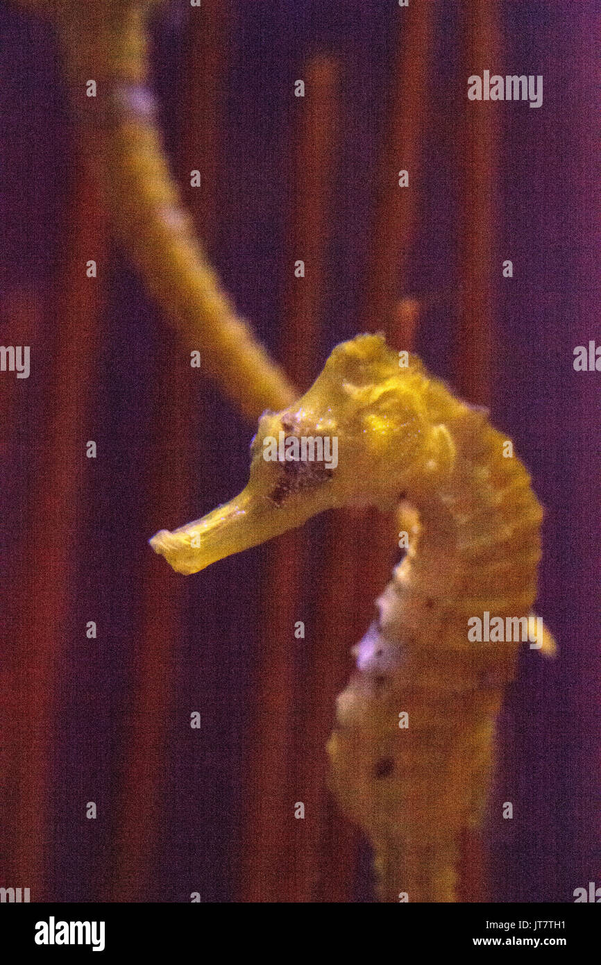 Hippocampes Hippocampus erectus bordée d'accroche à un brin d'algue. Banque D'Images